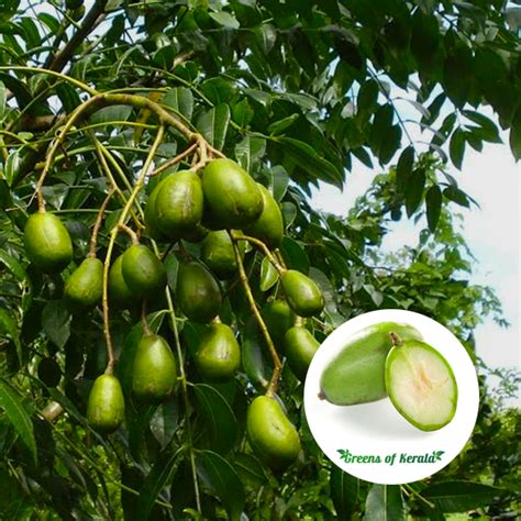 Buy Ambazham Sweet ( Seedling ) Fruit Plant | Greens Of Kerala