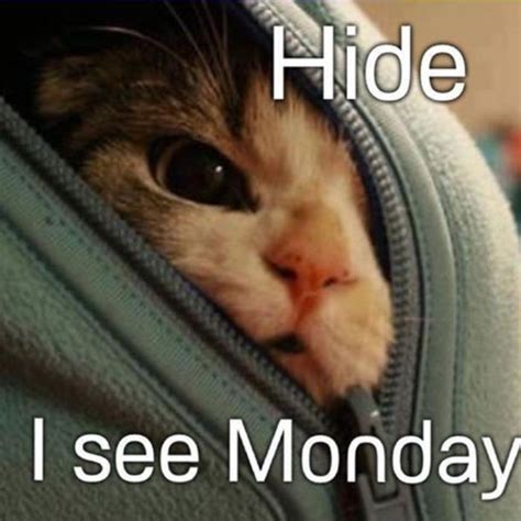 Funny Monday Cat Meme