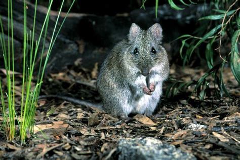 Gilbert's potoroo - Alchetron, The Free Social Encyclopedia