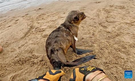 272 seals rescued in first 6 months this year along Namibia's coastline-Xinhua