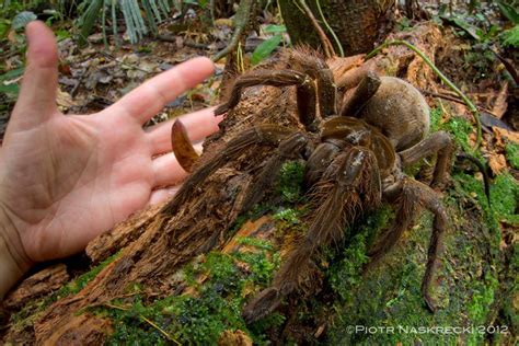 Puppy-Sized Spider Surprises Scientist in Rainforest | Live Science