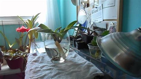 How I Water My Water Culture Orchids - YouTube