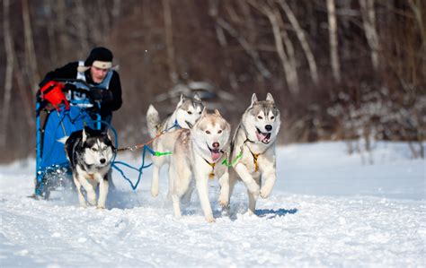 Sled Dogs and The Yukon Quest (Video) - Simply For Dogs