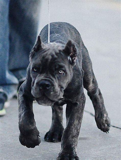 Best 25+ King corso dog ideas on Pinterest | Blue cane corso, Guard dog ...