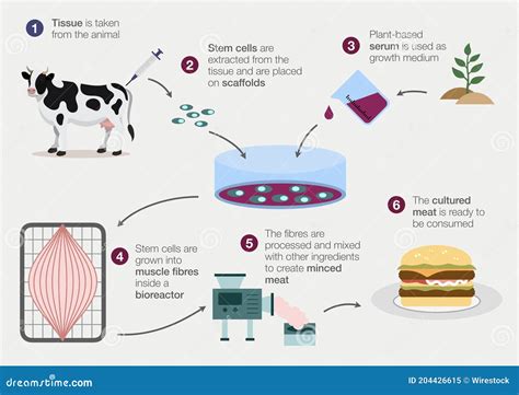 Artificial Meat Web Banner. Cultured Meat. Infographics With Linear ...