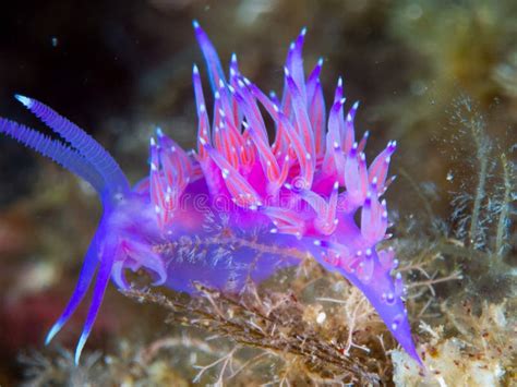 Nudibranchs in Their Habitat Stock Photo - Image of effects, bright ...