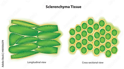 Botanical anatomy of Sclerenchyma Tissue (Sclerenchyma structure) Stock ...