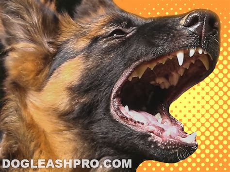 German Shepherd Teething Stages, Age & Timeline of Baby Teeth - Dog Leash Pro