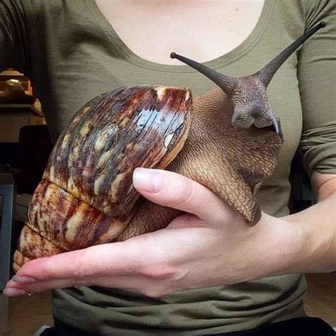 Giant African land snail is one of the biggest snails in the world, and it also looks a bit like ...