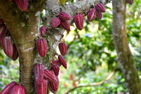 Cocoa Bean Varietals – Meridian Cacao Co