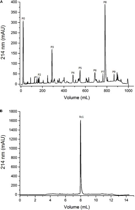 Frontiers | Pioneering Study on Rhopalurus crassicauda Scorpion Venom ...