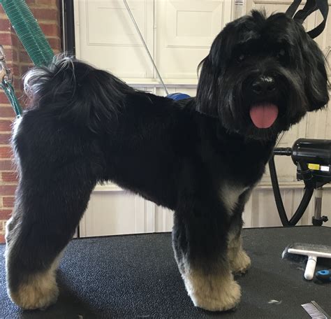 Photo Gallery - Tails of Westerham | Tibetan terrier, Dog grooming, Terrier