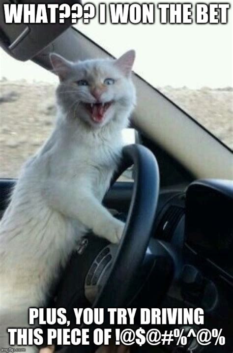 Cat Driving - Imgflip