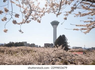 Pink Cherry Blossom Sakura Goryokaku Park Stock Photo 2299853679 | Shutterstock