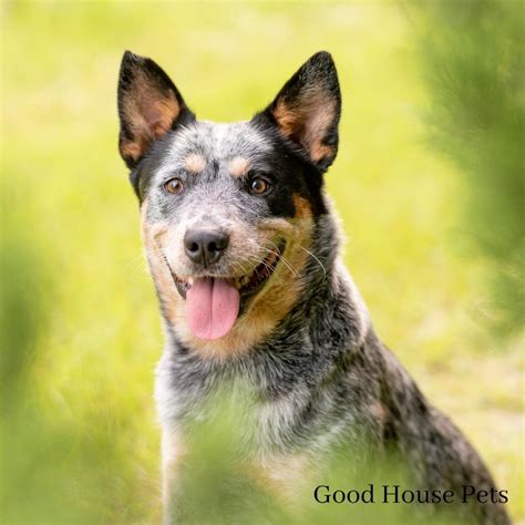 Blue Heeler Pitbull Mix: Learn Everything About This Cross Breed Here