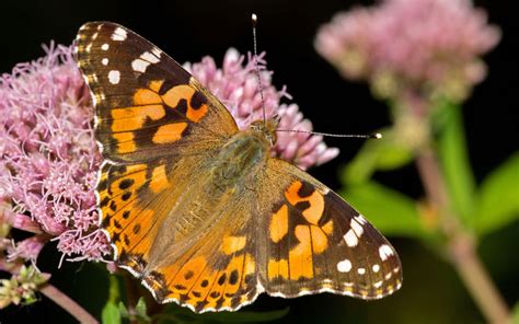 10 Most Common Butterfly in the World - Insectic (2022)