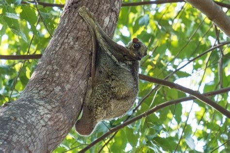 Wildlife of RER: Sunda Flying Lemur