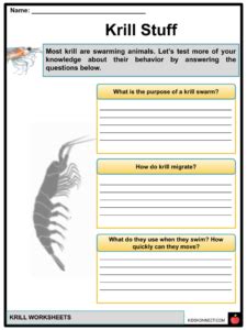 Krill Facts & Worksheets | Anatomy, Lifecycle, Food Chain, Status