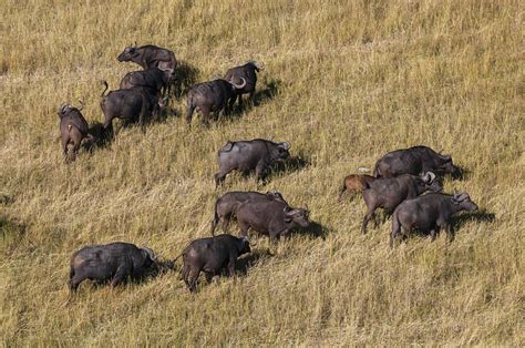 Herd of African buffalo, aerial photograph - Stock Image - C054/4740 - Science Photo Library