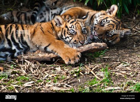 Two cute sumatran tiger cubs playing on the forest floor Stock Photo, Royalty Free Image ...