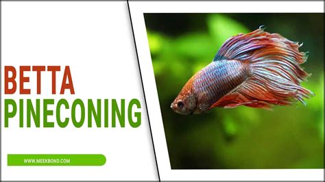 Betta Pineconing – Proper Guideline – MeekBond