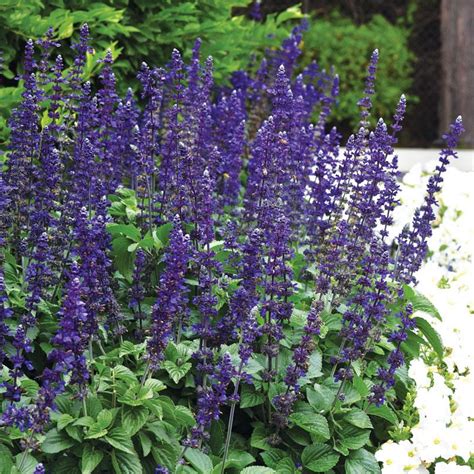 Salvia Big Blue - Herbaceous Perennials - Busy Bee Garden Centre