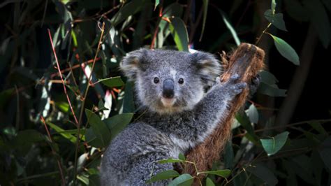 Koalas are endangered now, and climate change is a big reason why ...