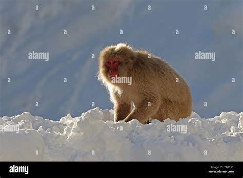 Japanese macaque or Snow Monkey (Macaca fuscata) in the snow Stock Photo - Alamy