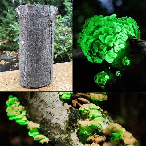 Glow in the Dark Mushroom Log Kit | The Green Head