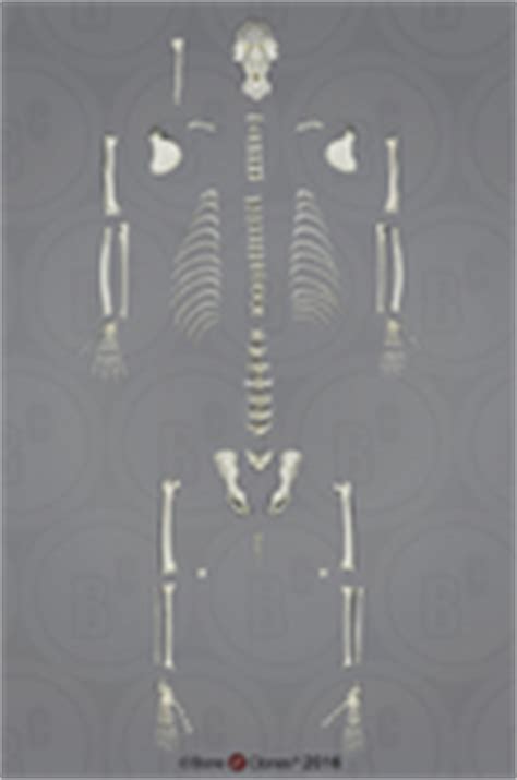 Mandrill Baboon Pelvis - Bone Clones, Inc. - Osteological Reproductions