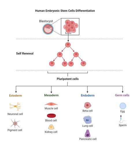 Stem Cells- Definition, Properties, Types, Uses, Challenges