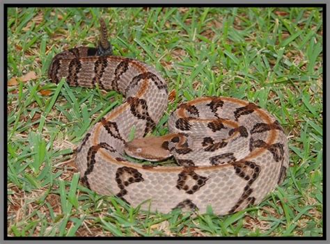 Canebrake Rattlesnake | Florida Backyard Snakes