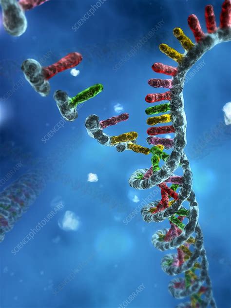 DNA assembly, artwork - Stock Image - C001/1469 - Science Photo Library