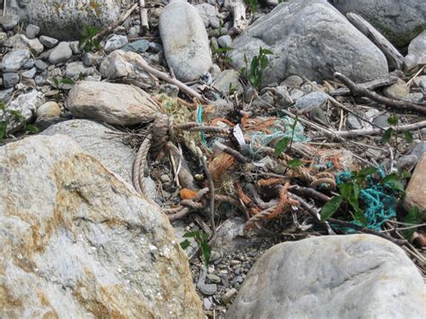 NH Marine Debris: Marine Debris- It is everywhere...