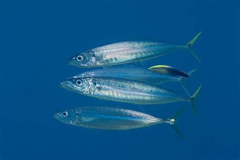 Mackerel scad - Alchetron, The Free Social Encyclopedia