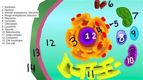 Cell Organelle — Types & Functions - Expii