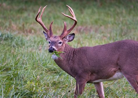 Deer Feeding Times, Figuring Out Whitetail Eating Habits