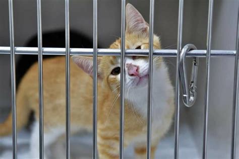 Franklin County opens new animal shelter | Gallery ...