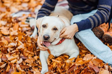 What Are The Best Foods For Natural Dog Teeth Cleaning? - Volhard Dog Nutrition