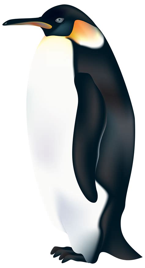 Penguin Penguin Transparent Background Png Clipart Hiclipart | The Best Porn Website
