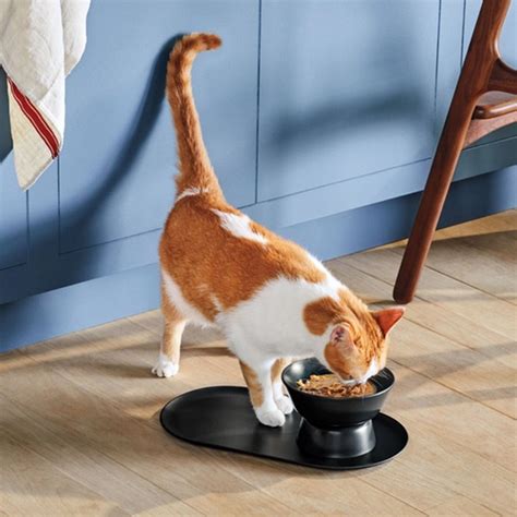 6 Best Fresh Food Delivery Services for Cats · The Wildest