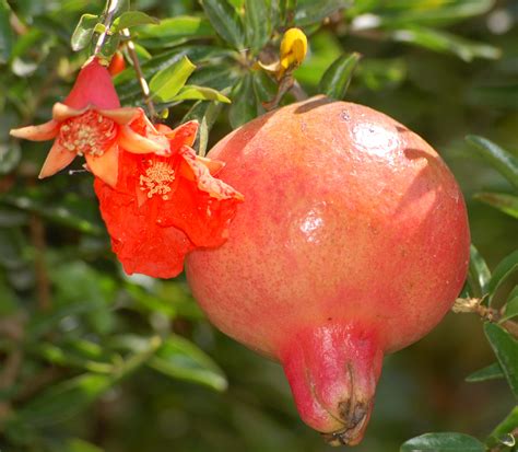 Herbal Medicine - Plant , Trees & Fruit: Pomegranate Fruit