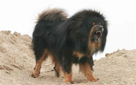 Animals Backgrounds In High Quality: Tibetan Mastiff by Julie Naggar ...