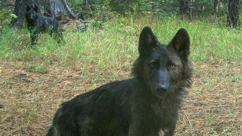 A possible new wolf pack in Oregon has conservationists cheering | CBC ...