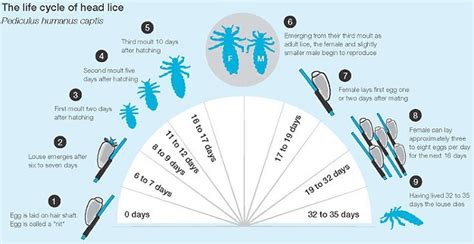 How to Recognize Head Lice | LiceDoctors