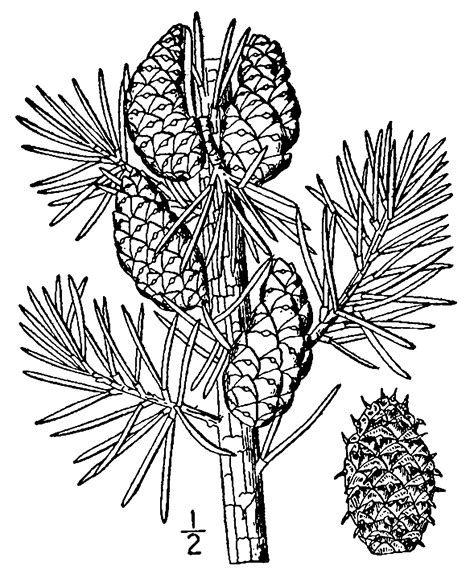 File:Pinus banksiana drawing.png