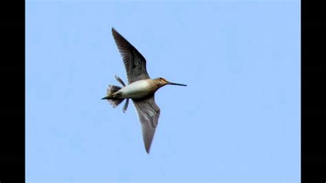 Snipe Drumming on Otmoor 13th April - YouTube