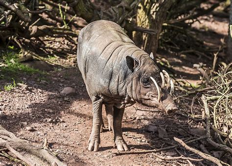 Babirusa Facts: Animals of Asia - WorldAtlas