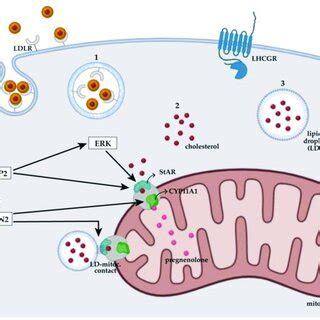 Effect of proteins directly or indirectly involved in the regulation of... | Download Scientific ...