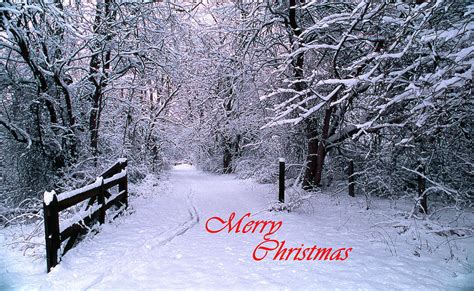 Snowy Trail Merry Christmas Photograph by Skip Willits